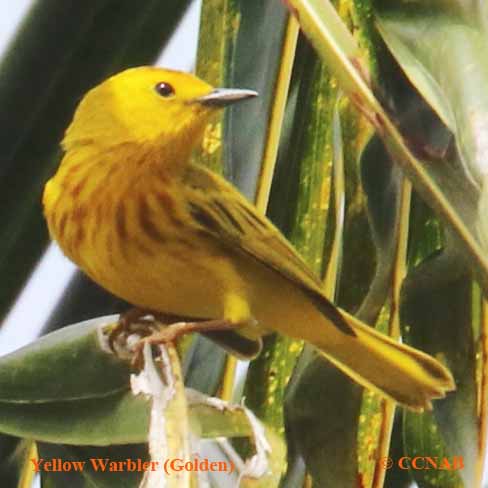 Yellow Warbler (Golden)