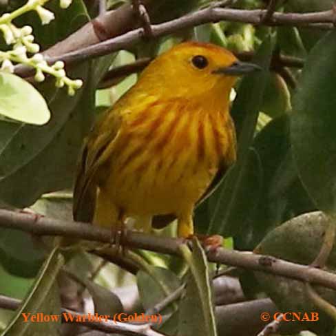 Yellow Warbler (Golden)