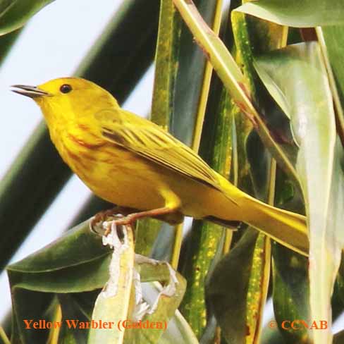 Birds of North America