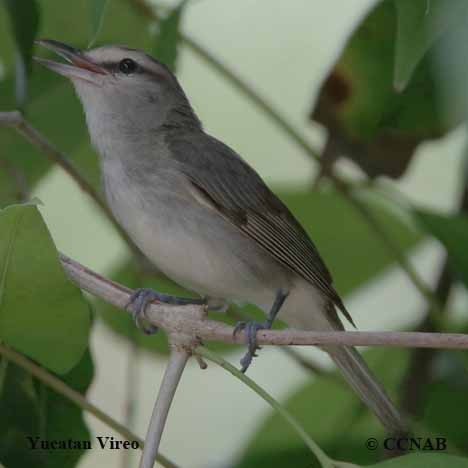Birds of North America