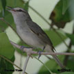 Yucatan Vireo