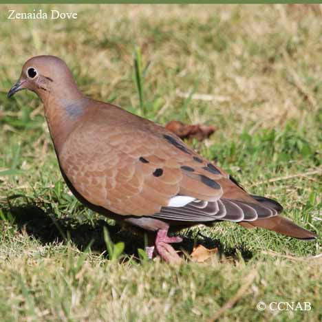 Birds of North America