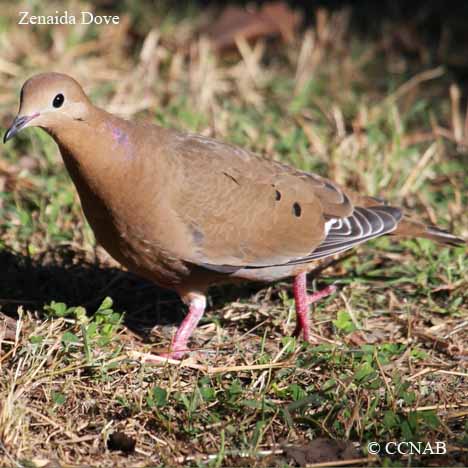 Birds of North America