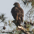 Zone-tailed Hawk