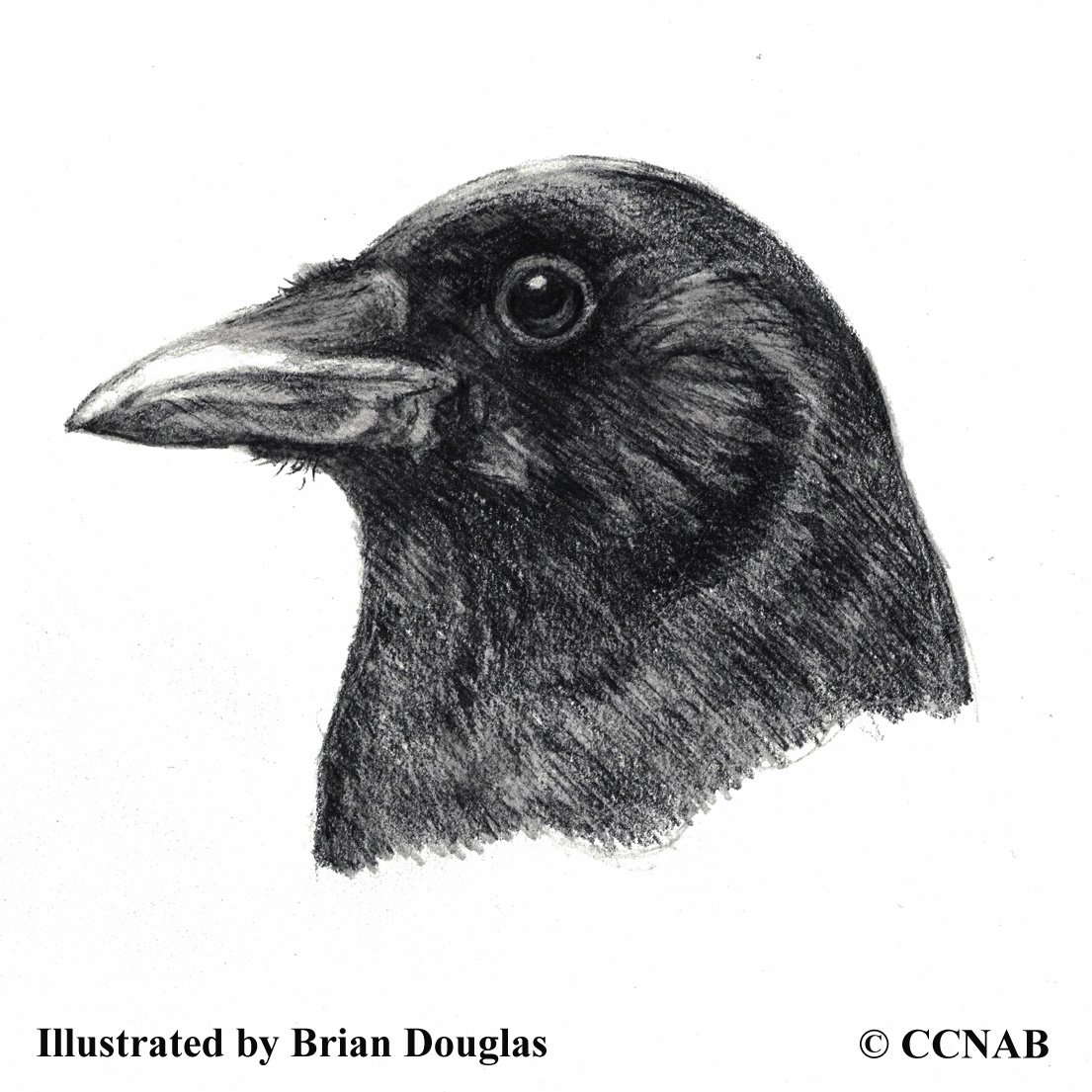 american crow, picture of crows