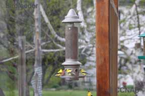 Birdfeeders with Weight Sensitive Perches