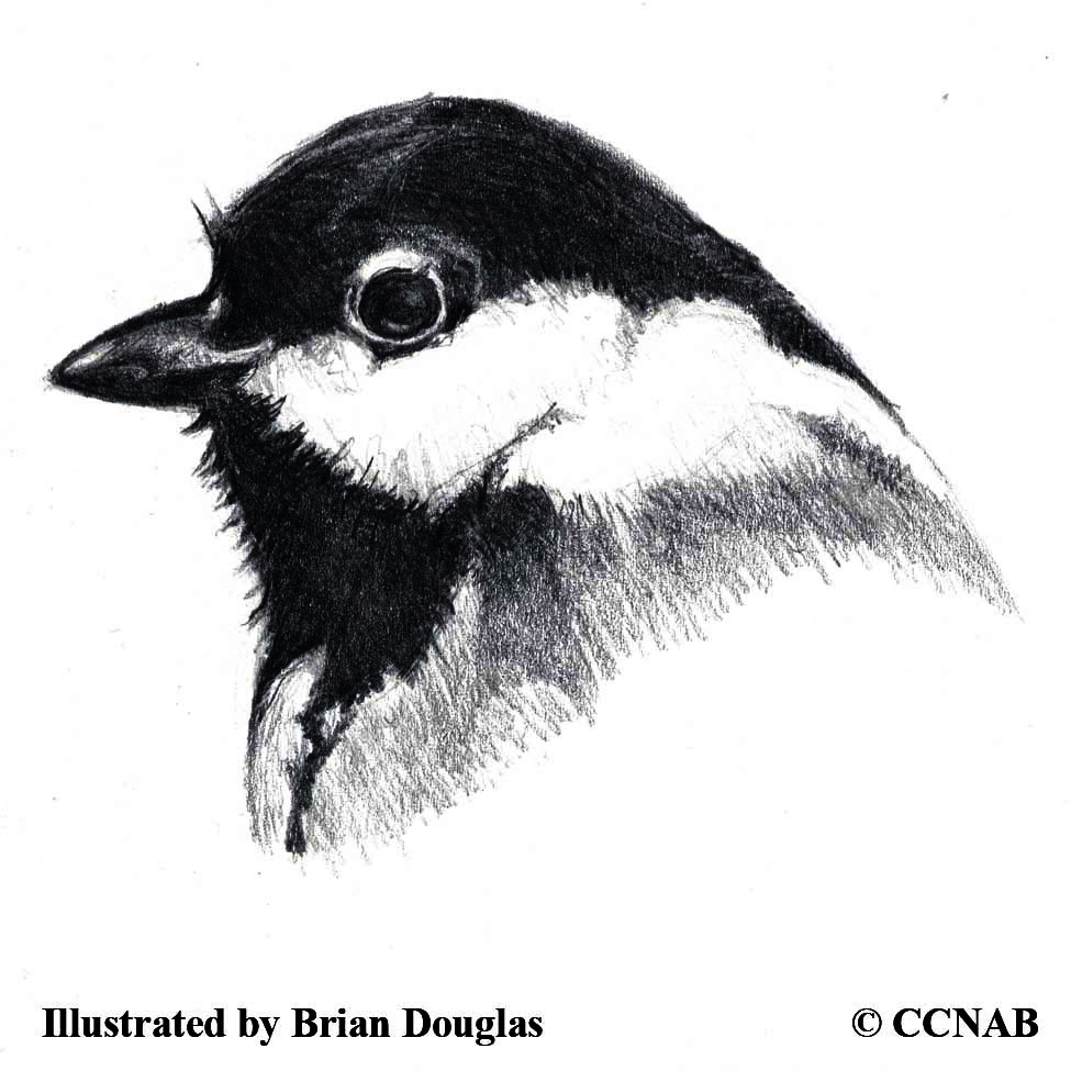 chickadees
