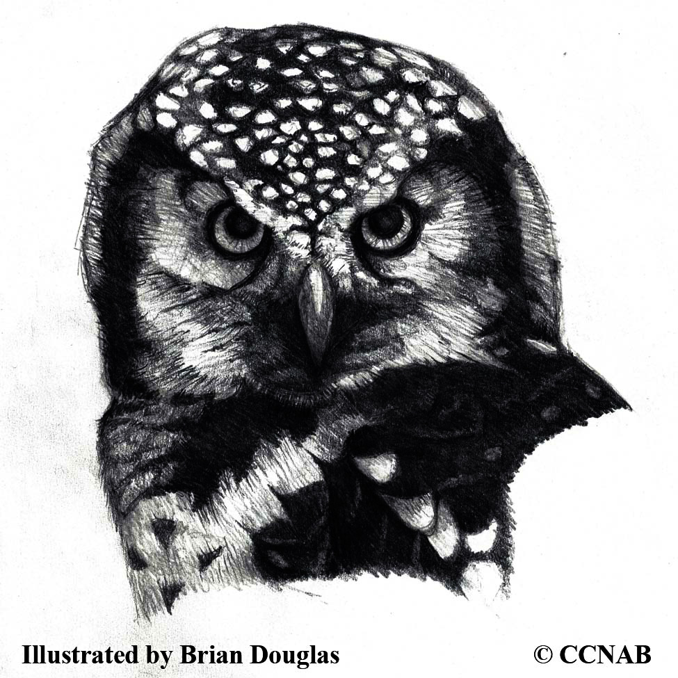 Boreal Owl, picture of owls