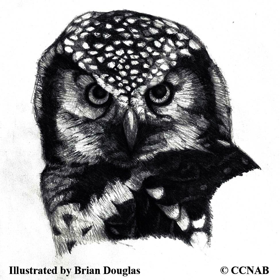 owls