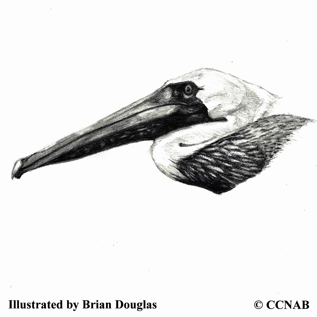 Brown Pelican, picture of pelicans