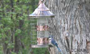 Caged Birdfeeders