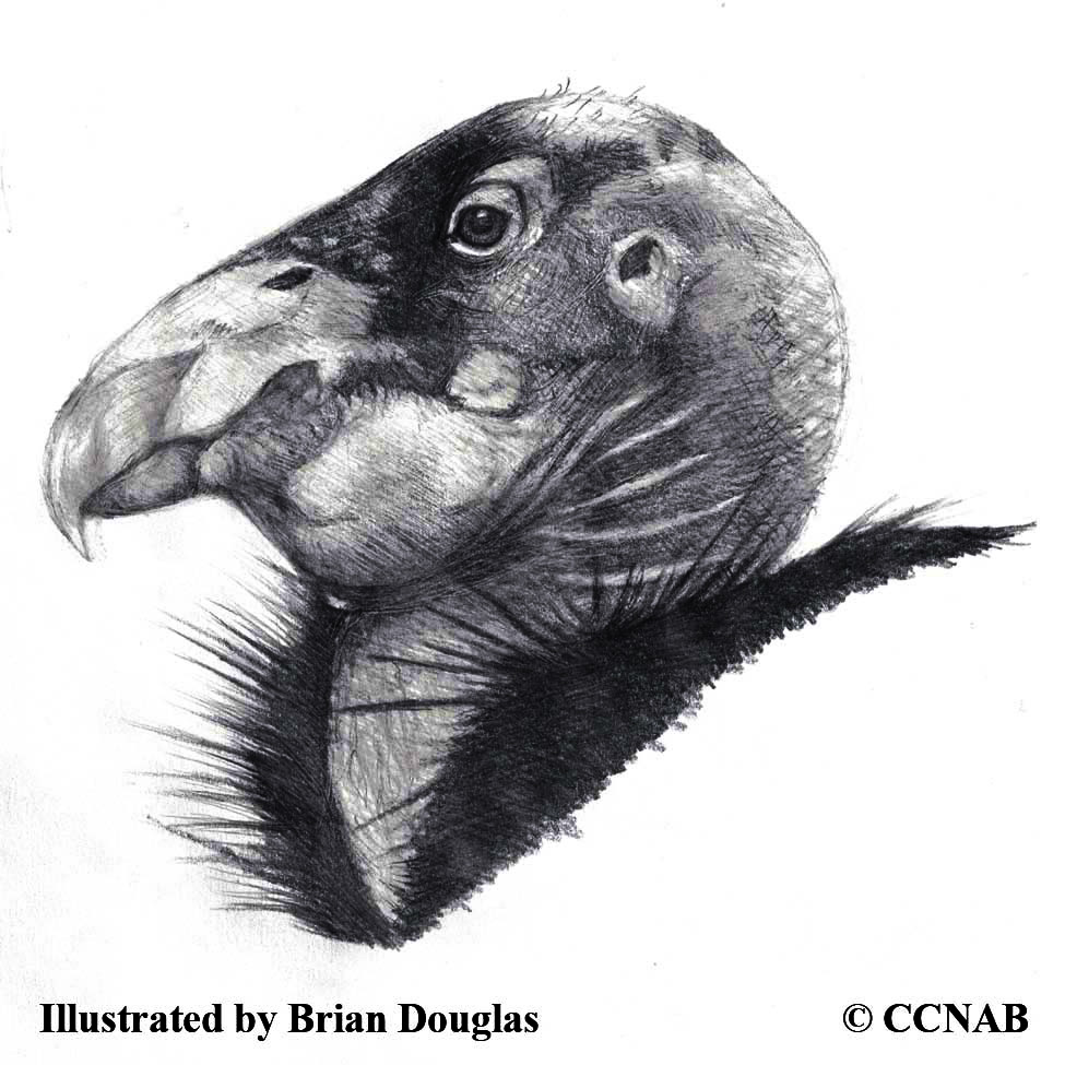 condors