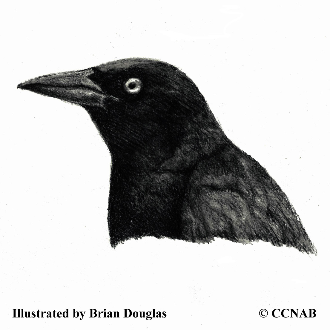 grackles