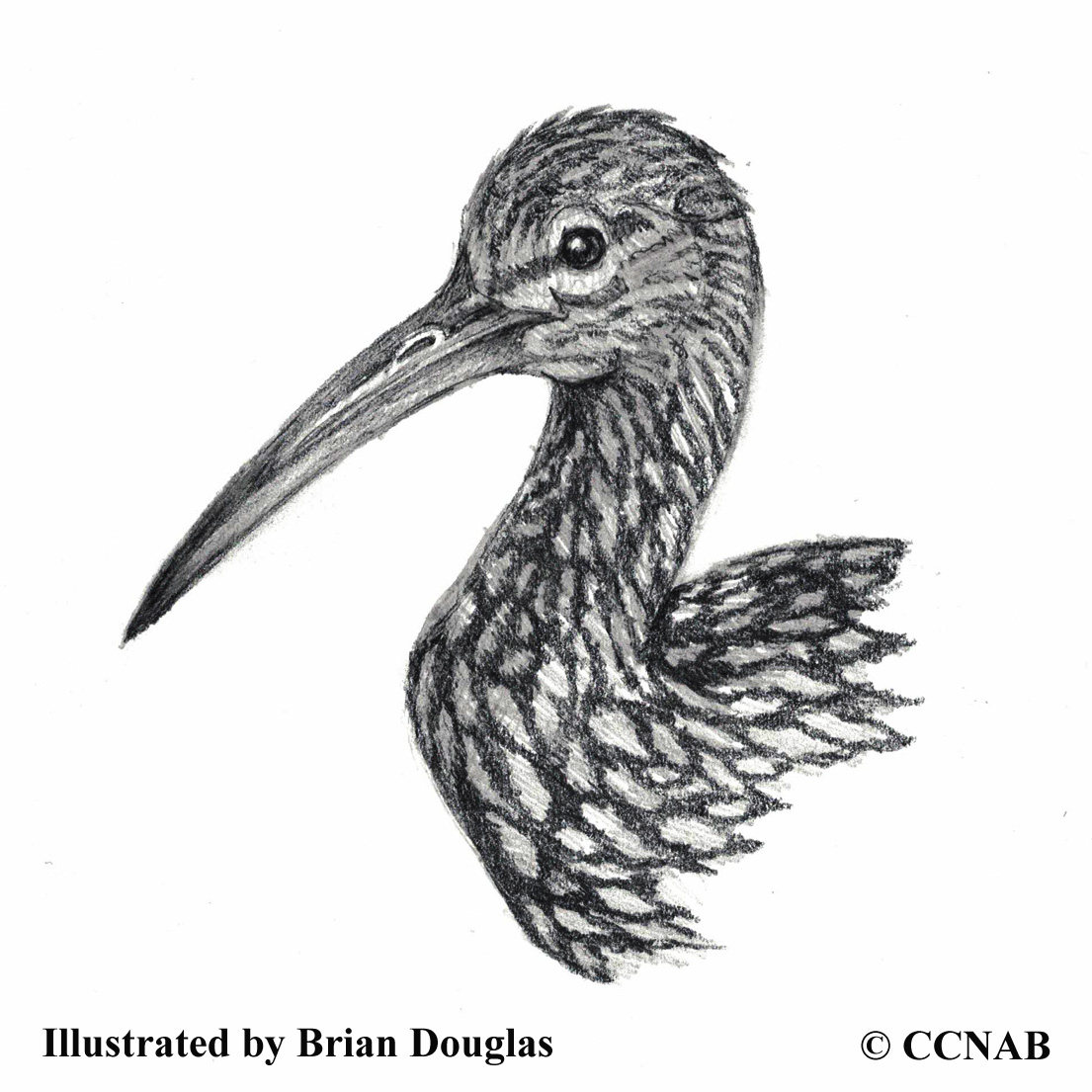 limpkins