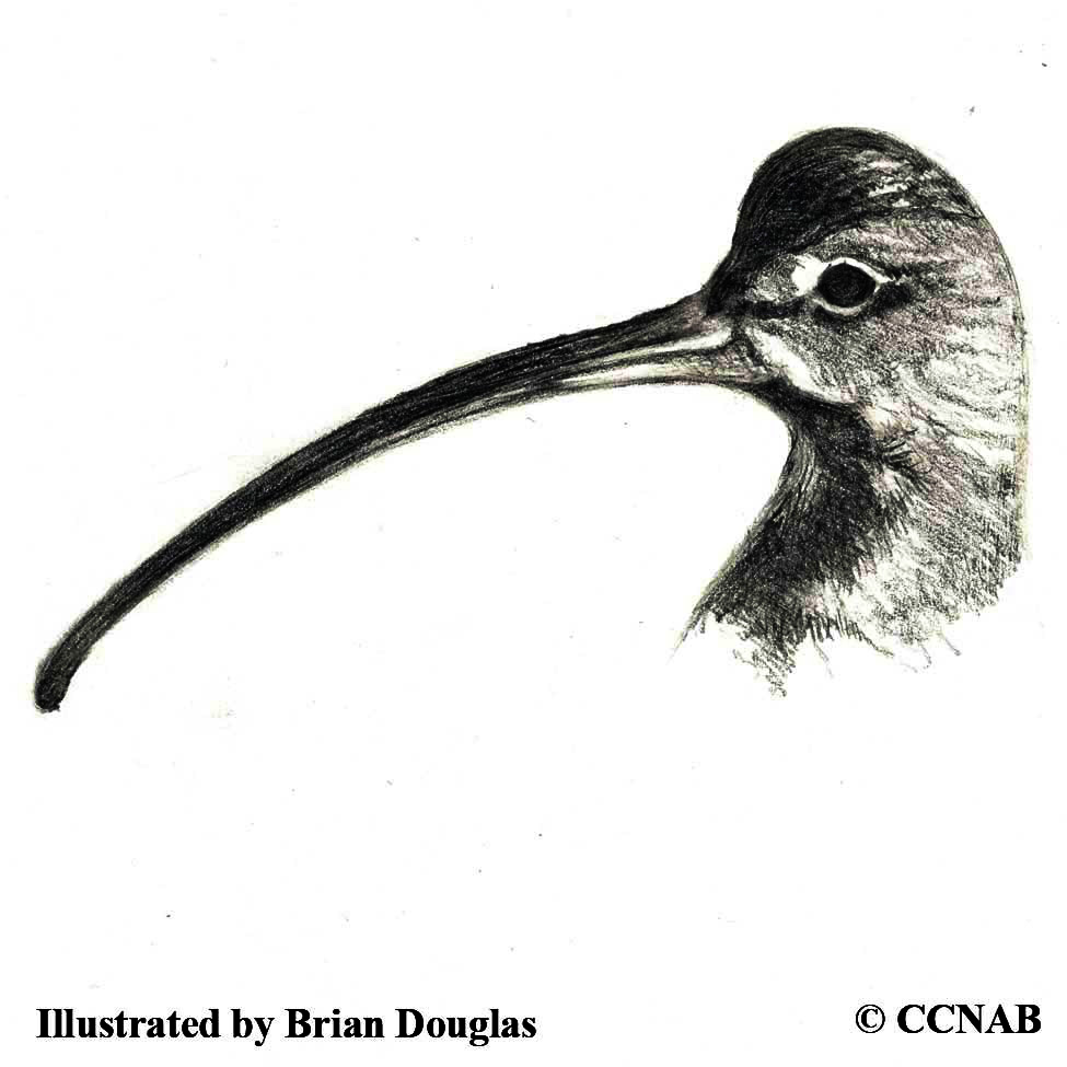 Long-billed Curlew, curlews