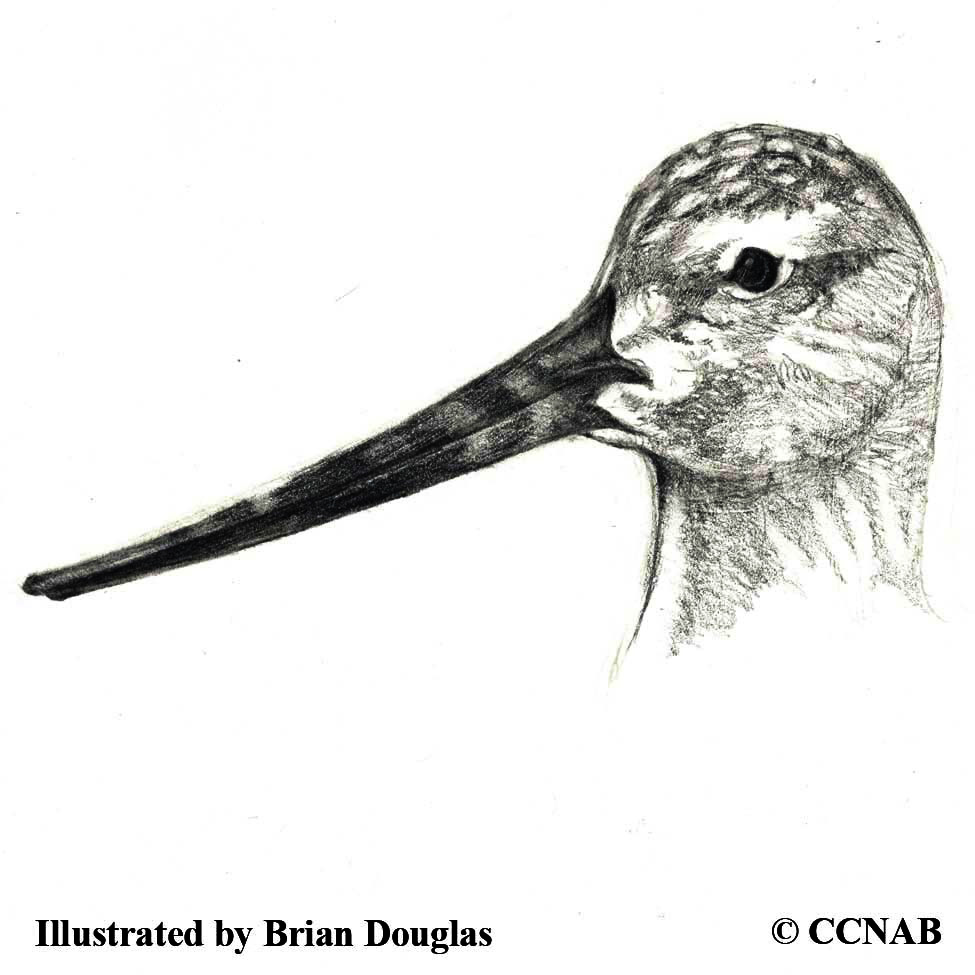 godwits