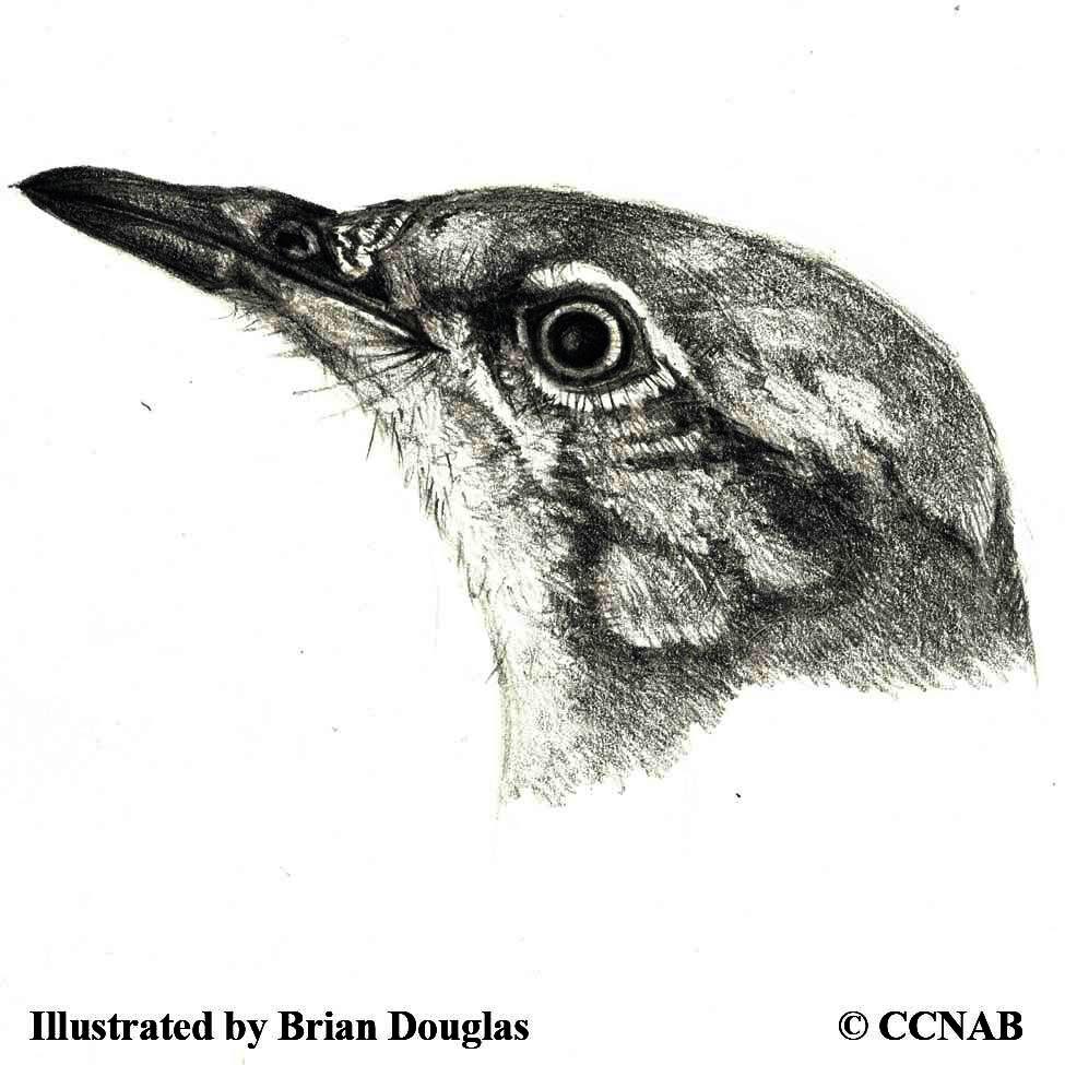 mockingbirds