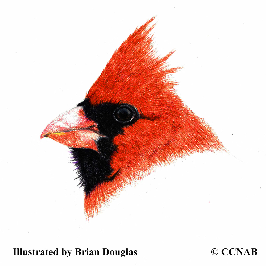 cardinals