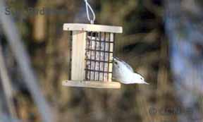 Suet Birdfeeder Birdfeeders