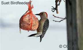 Suet Birdfeeder