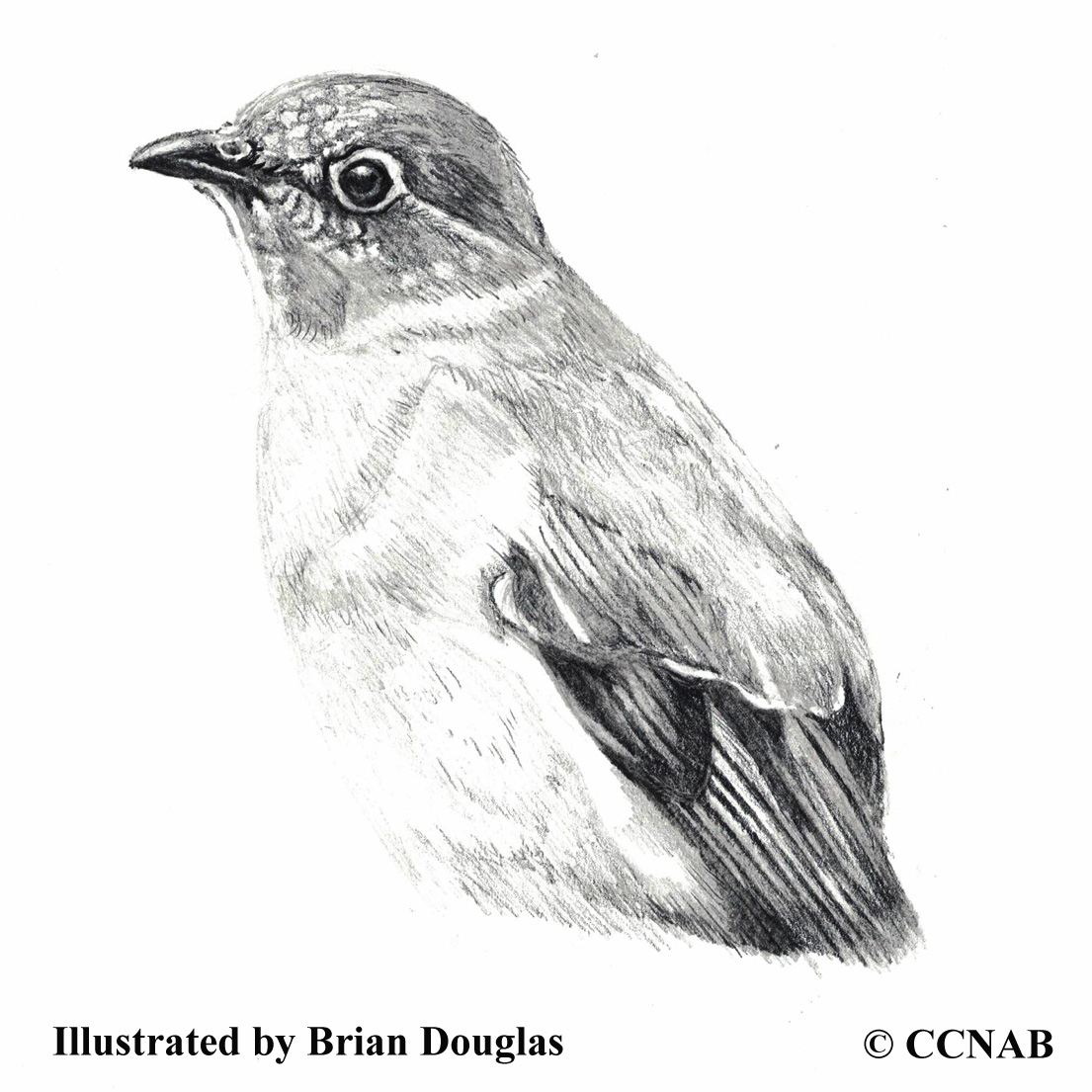 Townsend's Solitaire, picture of solitaire