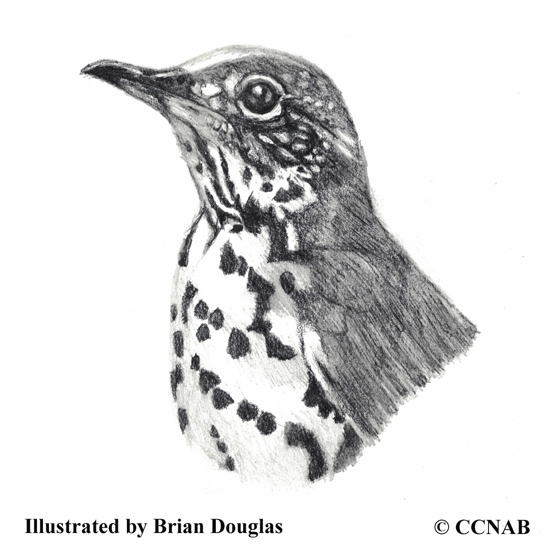 Wood Thrush, thrushes